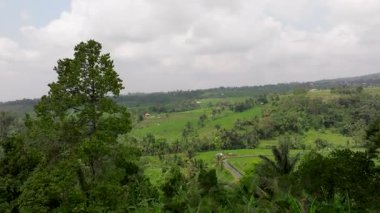 Terastaki yeşil pirinç tarlası, Tegallalang köyü yakınlarındaki güzel pirinç terasları, Ubud, Bali, Endonezya. Pirinç tarlalarının havadan görünüşü, Bali 'deki yemyeşil çeltik pirinç tarlası. 