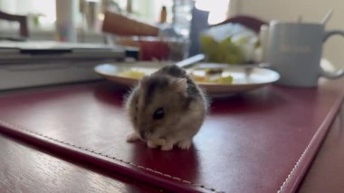 Fare havuç yiyor, hamster yiyor, küçük beyaz hamster havuç yiyor., 