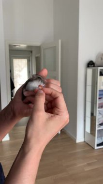 Fare havuç yiyor, hamster yiyor, küçük beyaz hamster havuç yiyor., 