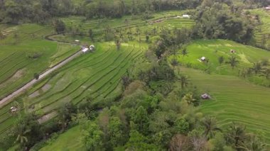 Terastaki yeşil pirinç tarlası, Tegallalang köyü yakınlarındaki güzel pirinç terasları, Ubud, Bali, Endonezya. Pirinç tarlalarının havadan görünüşü, Bali 'deki yemyeşil çeltik pirinç tarlası. 