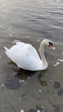 Kuğu Gölü, yüksek açılı gölde yüzen kuğular, sahil şeridinde oturan kuğular. 