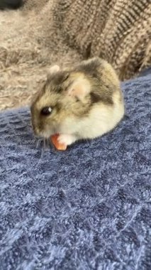 Hamster sebze yer. Hamster havucun tadını çıkarıyor, Hamster havucun tadını çıkarıyor.