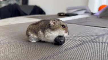 Mavi böğürtlen yiyen şirin hamster, elinde yaban mersini tutan sevimli hamster, hafif bir arka planda böğürtlenlerle çevrili..