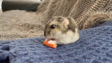 Hamster sebze yer. Hamster havucun tadını çıkarıyor, Hamster havucun tadını çıkarıyor.