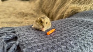 Hamster sebze yer. Hamster havucun tadını çıkarıyor, Hamster havucun tadını çıkarıyor.