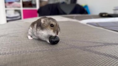 Mavi böğürtlen yiyen şirin hamster, elinde yaban mersini tutan sevimli hamster, hafif bir arka planda böğürtlenlerle çevrili..