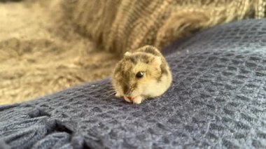 Hamster sebze yer. Hamster havucun tadını çıkarıyor, Hamster havucun tadını çıkarıyor.