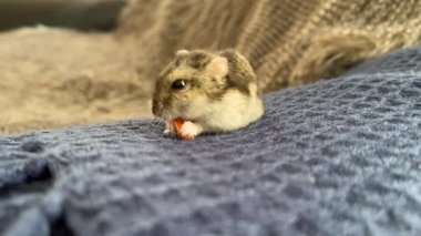 Hamster sebze yer. Hamster havucun tadını çıkarıyor, Hamster havucun tadını çıkarıyor.