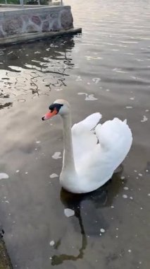 Kuğu Gölü, yüksek açılı gölde yüzen kuğular, sahil şeridinde oturan kuğular. 