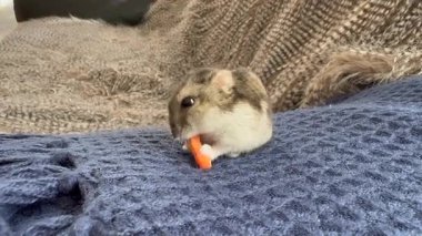 Hamster sebze yer. Hamster havucun tadını çıkarıyor, Hamster havucun tadını çıkarıyor.