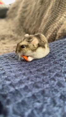 Hamster sebze yer. Hamster havucun tadını çıkarıyor, Hamster havucun tadını çıkarıyor.