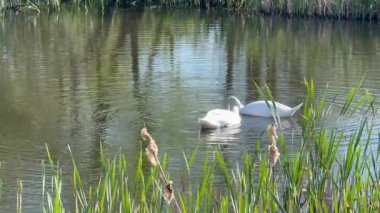 Kuğu Gölü, yüksek açılı gölde yüzen kuğular, sahil şeridinde oturan kuğular. 
