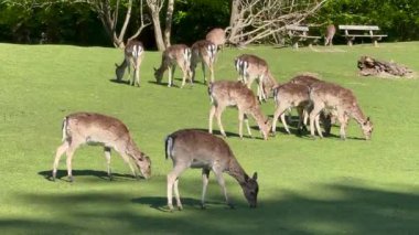 Vahşi atmosfer, ormandaki bir grup genç Fallow Geyiği, ormanda benekli geyik, doğal bir parkta yeşil bir çimenlikte otlayan bir geyik sürüsü.