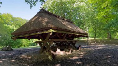 Vahşi atmosfer, ormandaki bir grup genç Fallow Geyiği, ormanda benekli geyik, doğal bir parkta yeşil bir çimenlikte otlayan bir geyik sürüsü.