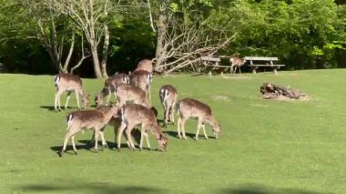 Vahşi atmosfer, ormandaki bir grup genç Fallow Geyiği, ormanda benekli geyik, doğal bir parkta yeşil bir çimenlikte otlayan bir geyik sürüsü.