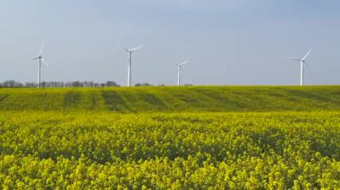 Güneşin doğuşunda tarlalar ve rüzgar türbinleri, güneşli gökyüzünün altında rüzgar türbinleri ve buğday tarlaları. 