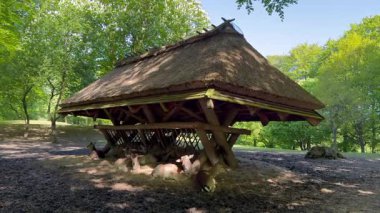 Vahşi atmosfer, ormandaki bir grup genç Fallow Geyiği, ormanda benekli geyik, doğal bir parkta yeşil bir çimenlikte otlayan bir geyik sürüsü.