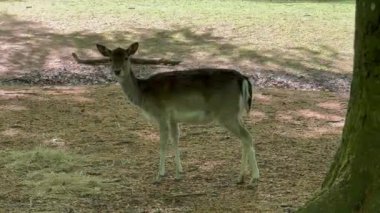 Vahşi atmosfer, ormandaki bir grup genç Fallow Geyiği, ormanda benekli geyik, doğal bir parkta yeşil bir çimenlikte otlayan bir geyik sürüsü.