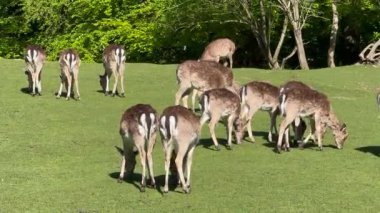 Vahşi atmosfer, ormandaki bir grup genç Fallow Geyiği, ormanda benekli geyik, doğal bir parkta yeşil bir çimenlikte otlayan bir geyik sürüsü.