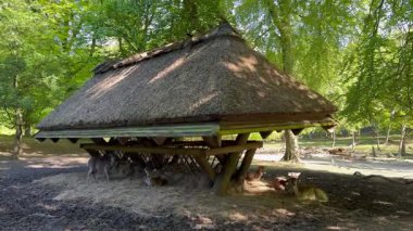 Vahşi atmosfer, ormandaki bir grup genç Fallow Geyiği, ormanda benekli geyik, doğal bir parkta yeşil bir çimenlikte otlayan bir geyik sürüsü.