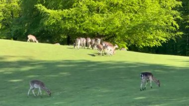 Vahşi atmosfer, ormandaki bir grup genç Fallow Geyiği, ormanda benekli geyik, doğal bir parkta yeşil bir çimenlikte otlayan bir geyik sürüsü.
