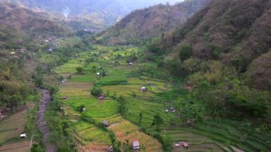 Pirinç Terasları ve Agung volkanı, Bali Adasının en bilinen manzaralarından birini görüyorlar, Agung volkanı, tepesinde efsaneye göre Bali Endonezya adasını koruyan ruhlar yaşıyor., 