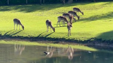 Vahşi atmosfer, ormandaki bir grup genç Fallow Geyiği, ormanda benekli geyik, doğal bir parkta yeşil bir çimenlikte otlayan bir geyik sürüsü.