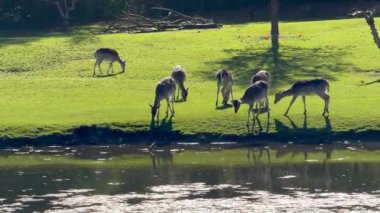 Vahşi atmosfer, ormandaki bir grup genç Fallow Geyiği, ormanda benekli geyik, doğal bir parkta yeşil bir çimenlikte otlayan bir geyik sürüsü.