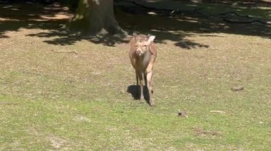 Vahşi atmosfer, ormandaki bir grup genç Fallow Geyiği, ormanda benekli geyik, doğal bir parkta yeşil bir çimenlikte otlayan bir geyik sürüsü.