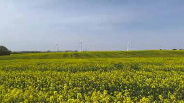 Güneşin doğuşunda tarlalar ve rüzgar türbinleri, güneşli gökyüzünün altında rüzgar türbinleri ve buğday tarlaları. 