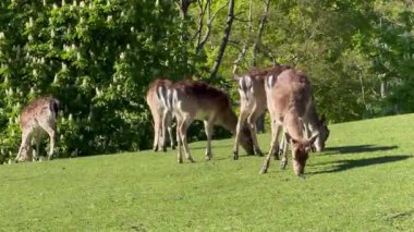Vahşi atmosfer, ormandaki bir grup genç Fallow Geyiği, ormanda benekli geyik, doğal bir parkta yeşil bir çimenlikte otlayan bir geyik sürüsü.