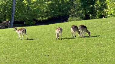 Vahşi atmosfer, ormandaki bir grup genç Fallow Geyiği, ormanda benekli geyik, doğal bir parkta yeşil bir çimenlikte otlayan bir geyik sürüsü.