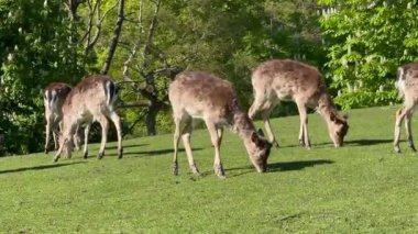 Vahşi atmosfer, ormandaki bir grup genç Fallow Geyiği, ormanda benekli geyik, doğal bir parkta yeşil bir çimenlikte otlayan bir geyik sürüsü.