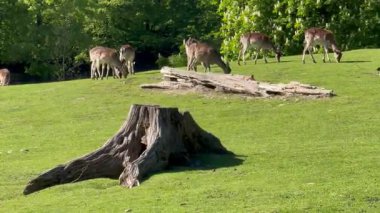 Vahşi atmosfer, ormandaki bir grup genç Fallow Geyiği, ormanda benekli geyik, doğal bir parkta yeşil bir çimenlikte otlayan bir geyik sürüsü.