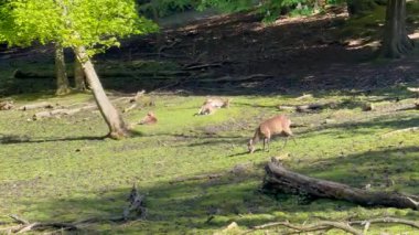 Vahşi atmosfer, ormandaki bir grup genç Fallow Geyiği, ormanda benekli geyik, doğal bir parkta yeşil bir çimenlikte otlayan bir geyik sürüsü.