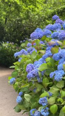 Canlı mor, beyaz ve kırmızı çiçekler yemyeşil çalılıklarda çiçek açar, berrak arkaplanda güzel bir şekilde durur, doğanın renklerini gösteren bir kaleydoskop sergiler.