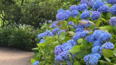 Canlı mor, beyaz ve kırmızı çiçekler yemyeşil çalılıklarda çiçek açar, berrak arkaplanda güzel bir şekilde durur, doğanın renklerini gösteren bir kaleydoskop sergiler.