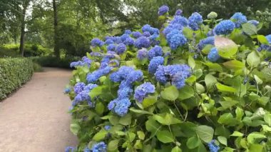 Canlı mor, beyaz ve kırmızı çiçekler yemyeşil çalılıklarda çiçek açar, berrak arkaplanda güzel bir şekilde durur, doğanın renklerini gösteren bir kaleydoskop sergiler.