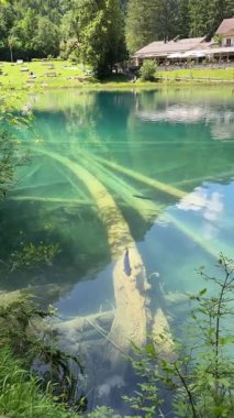 İsviçre 'deki kristal berraklığında Blausee Gölü, suyun o kadar şeffaf ki aşağıda yüzen balıkları görebilirsiniz. Saf dağlık doğa, huzurlu atmosfer ve çarpıcı doğal güzellik. Kandergrund 