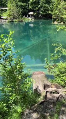 İsviçre 'deki kristal berraklığında Blausee Gölü, suyun o kadar şeffaf ki aşağıda yüzen balıkları görebilirsiniz. Saf dağlık doğa, huzurlu atmosfer ve çarpıcı doğal güzellik. Kandergrund 