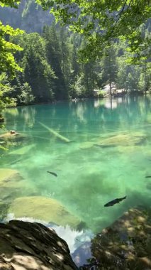 İsviçre 'deki kristal berraklığında Blausee Gölü, suyun o kadar şeffaf ki aşağıda yüzen balıkları görebilirsiniz. Saf dağlık doğa, huzurlu atmosfer ve çarpıcı doğal güzellik. Kandergrund 