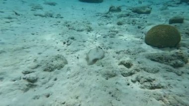 İnsanların etrafında yüzen tropikal balıklar Karayipler 'de mercan üretiyor. İklim değişikliği konsepti videosu. Yüksek kalite 4k görüntü