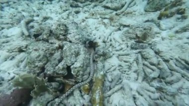 Karayip adası curacao 'da okyanus tabanında yüzen deniz yılanı. Yüksek kalite 4k görüntü