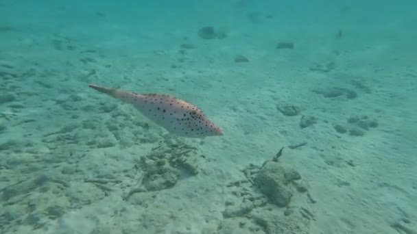 Tropische Vissen Die Rond Mens Zwemmen Maakten Koraal Koets Conceptvideo — Stockvideo