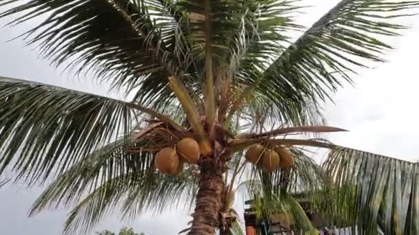 Palm Tree Coconuts Blowing Wind Sunny Day High Quality Footage — Stockvideo