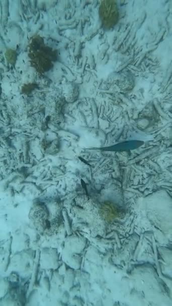 Tropiska Fiskar Simmade Runt Och Gjorde Korall Kadavret Konceptvideo Klimatförändringar — Stockvideo