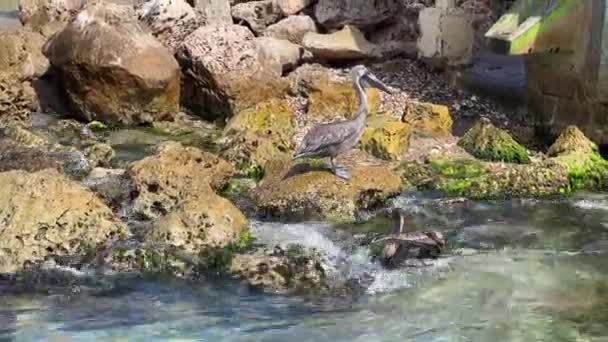 Feche Filmagens Pelicano Sentado Nas Rochas Junto Mar Curaçao Imagens — Vídeo de Stock