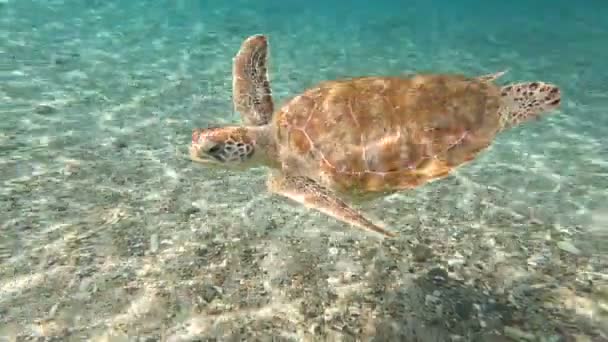 Green Sea Turtle Swimming Ocean Underwater Carribean Curacao Willemsted High — Stock Video
