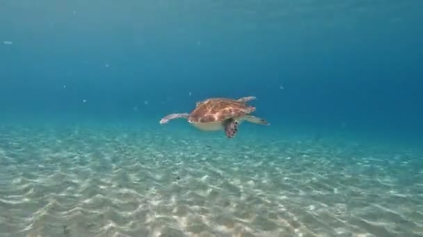 Green Sea Turtle Swimming Ocean Underwater Carribean Curacao Willemsted High — Stockvideo