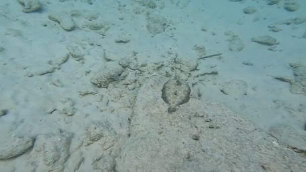 Flounder Nadando Largo Base Del Océano Océano Claro Carroña Imágenes — Vídeo de stock